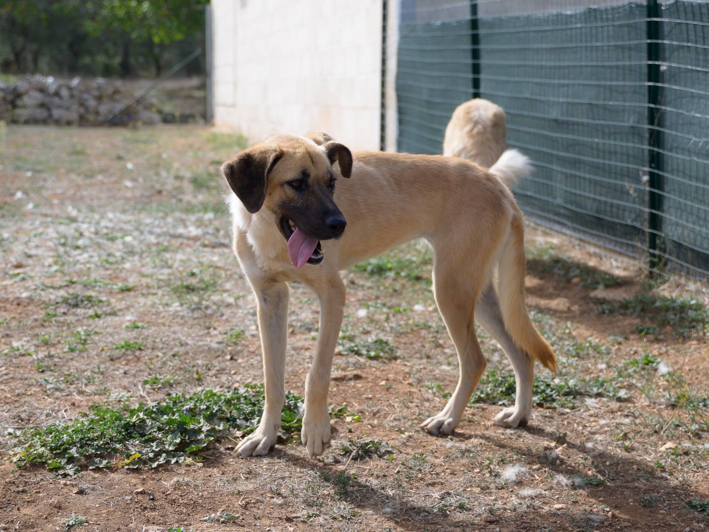 Adotta il cane MARA a Bari
