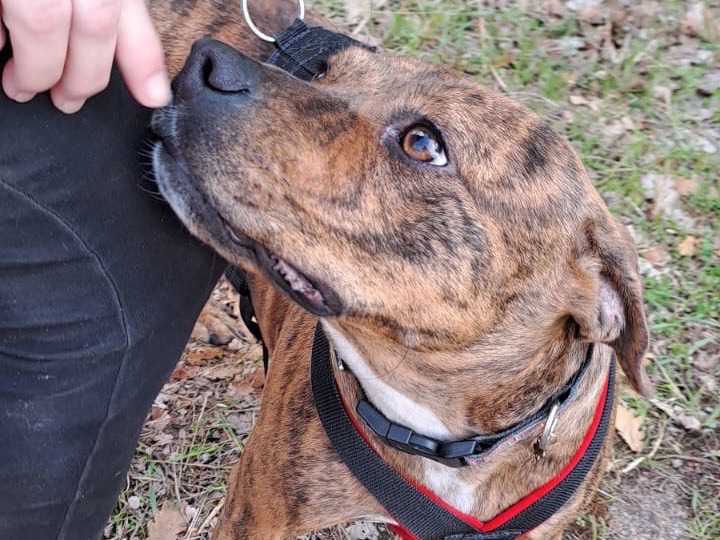 Adotta un cane, taglia media contenuta, maschio, Bari