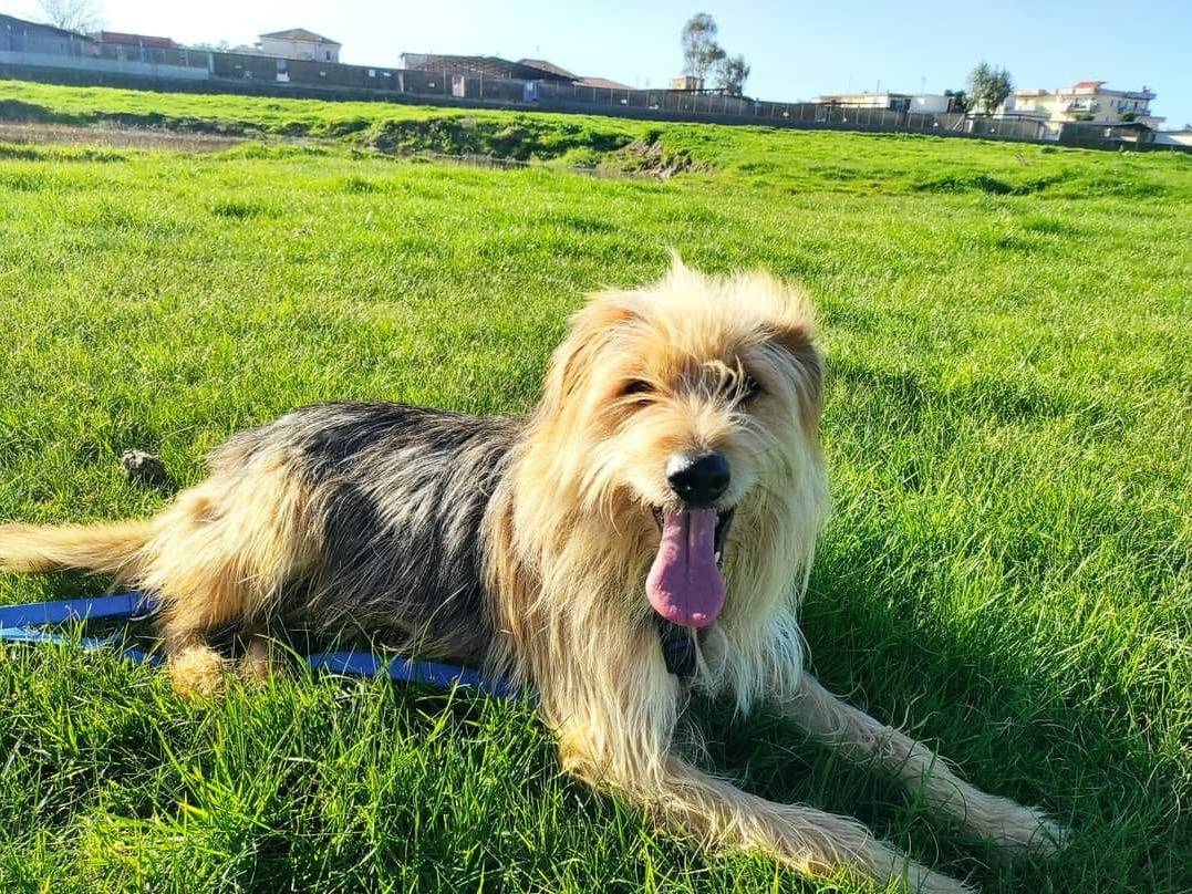 Adozione cane, maschio, Yorkshire Terrier Razza sconosciuta, 7 anni  e 5 mesi , taglia media contenuta, Caserta
