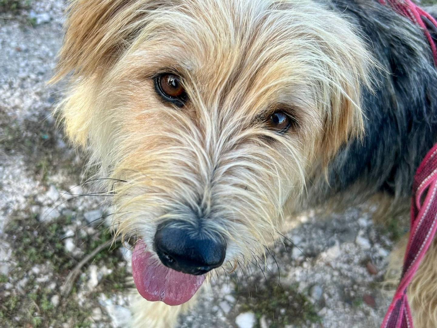 Adotta un cane, maschio, 7 anni  e 5 mesi , Caserta