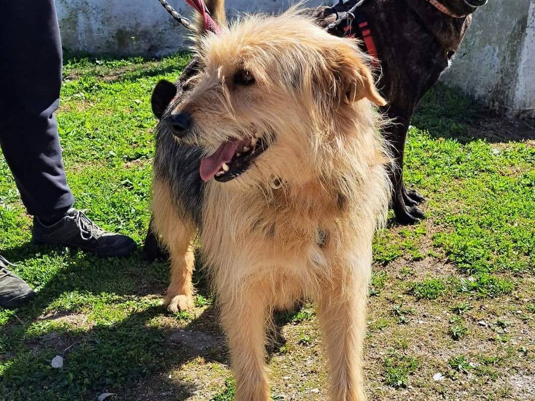 Adotta un cane, taglia media contenuta, maschio, Caserta