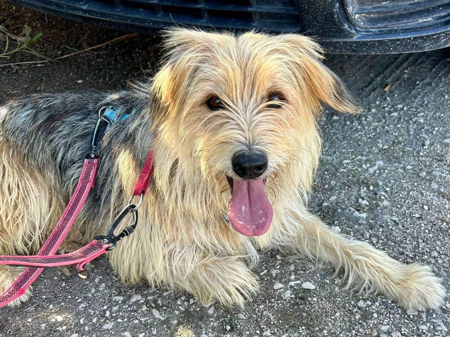 Vuoi adottare un cane a Caserta?