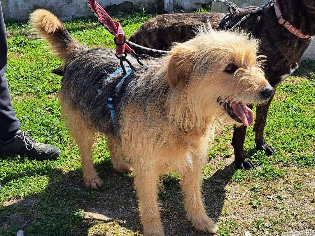 Adotta il cane FUJI a Caserta