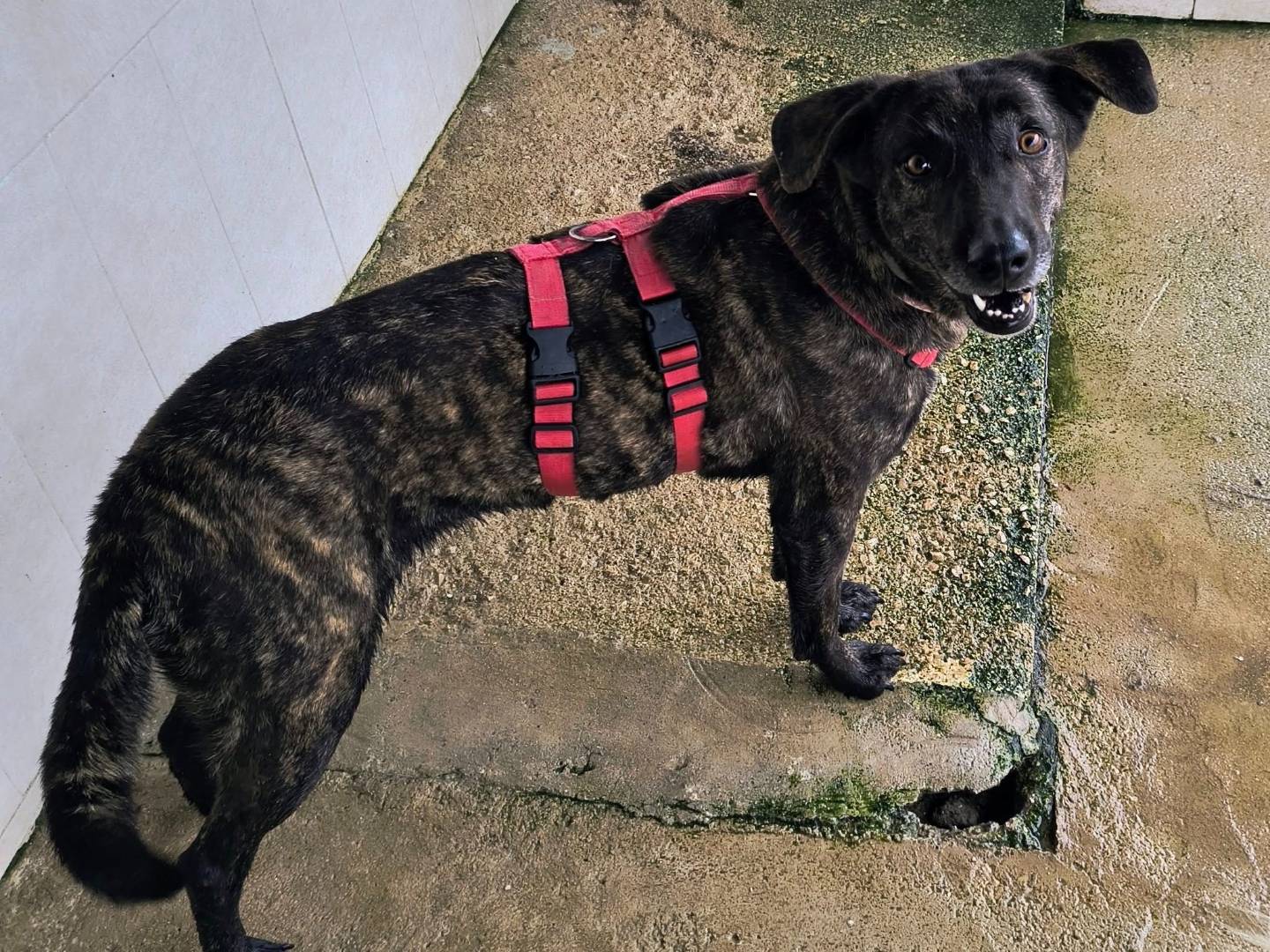 Adotta un cane, femmina, 6 anni  e 2 mesi , Caserta