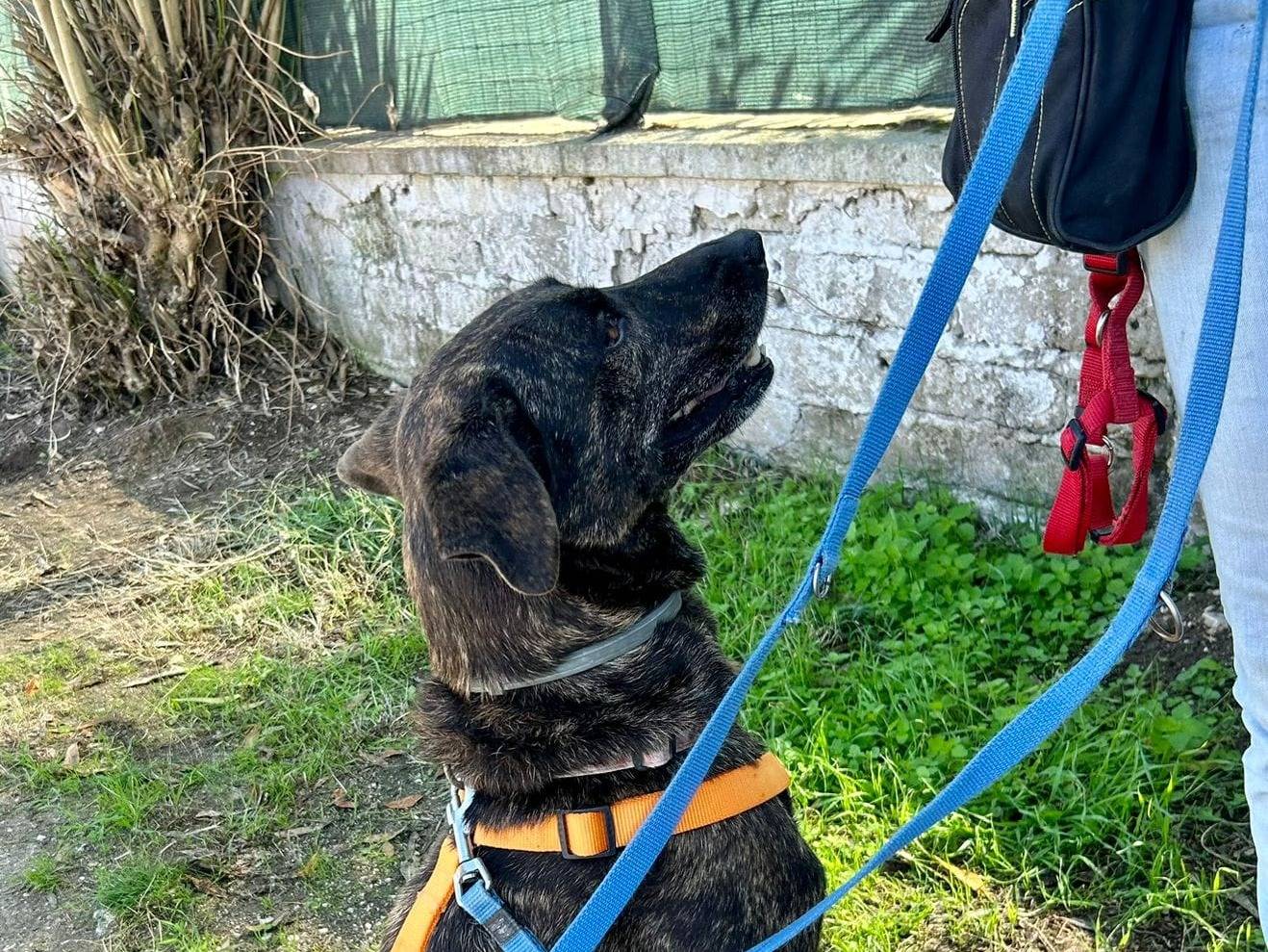 Vuoi adottare un cane a Caserta?