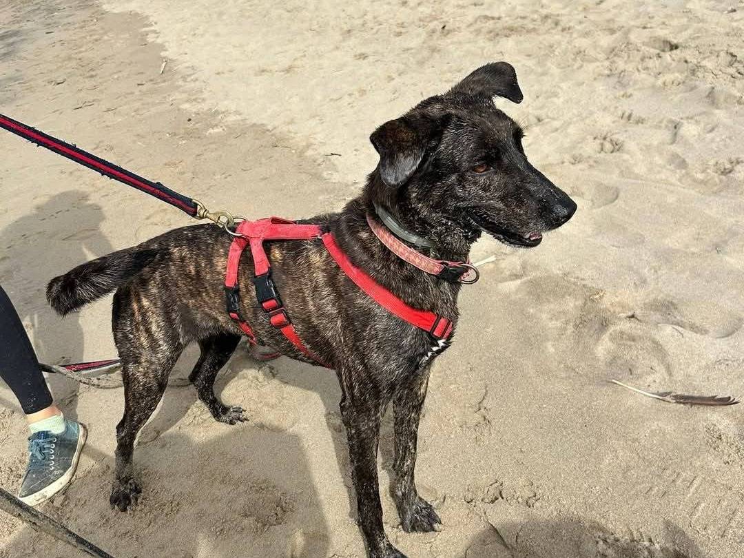 Adotta il cane JUDY a Caserta