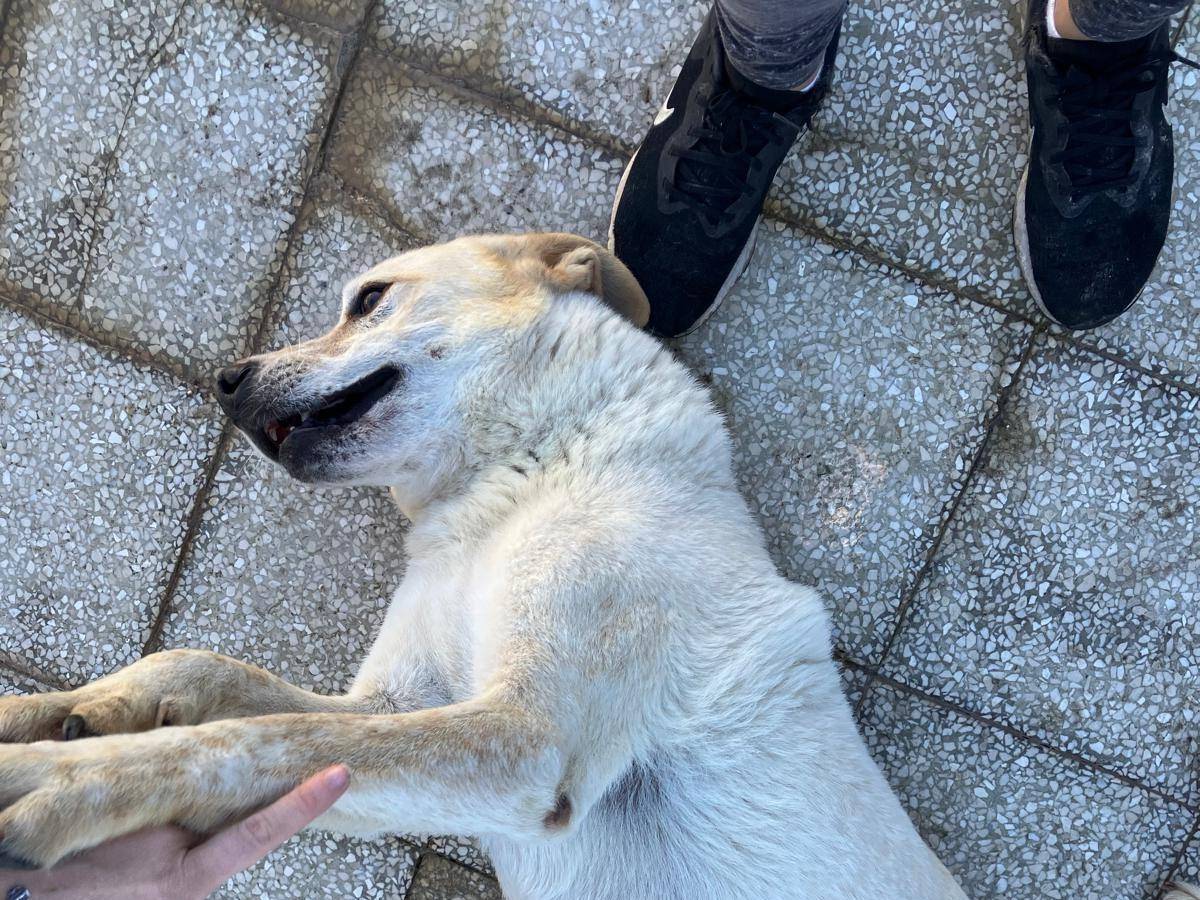 Adotta un cane, maschio, 7 anni  e 6 mesi , Caserta