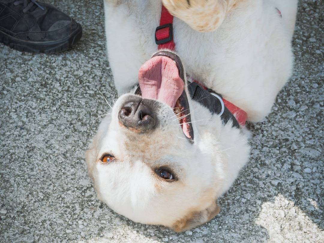 Adotta un cane, taglia media, maschio, Caserta