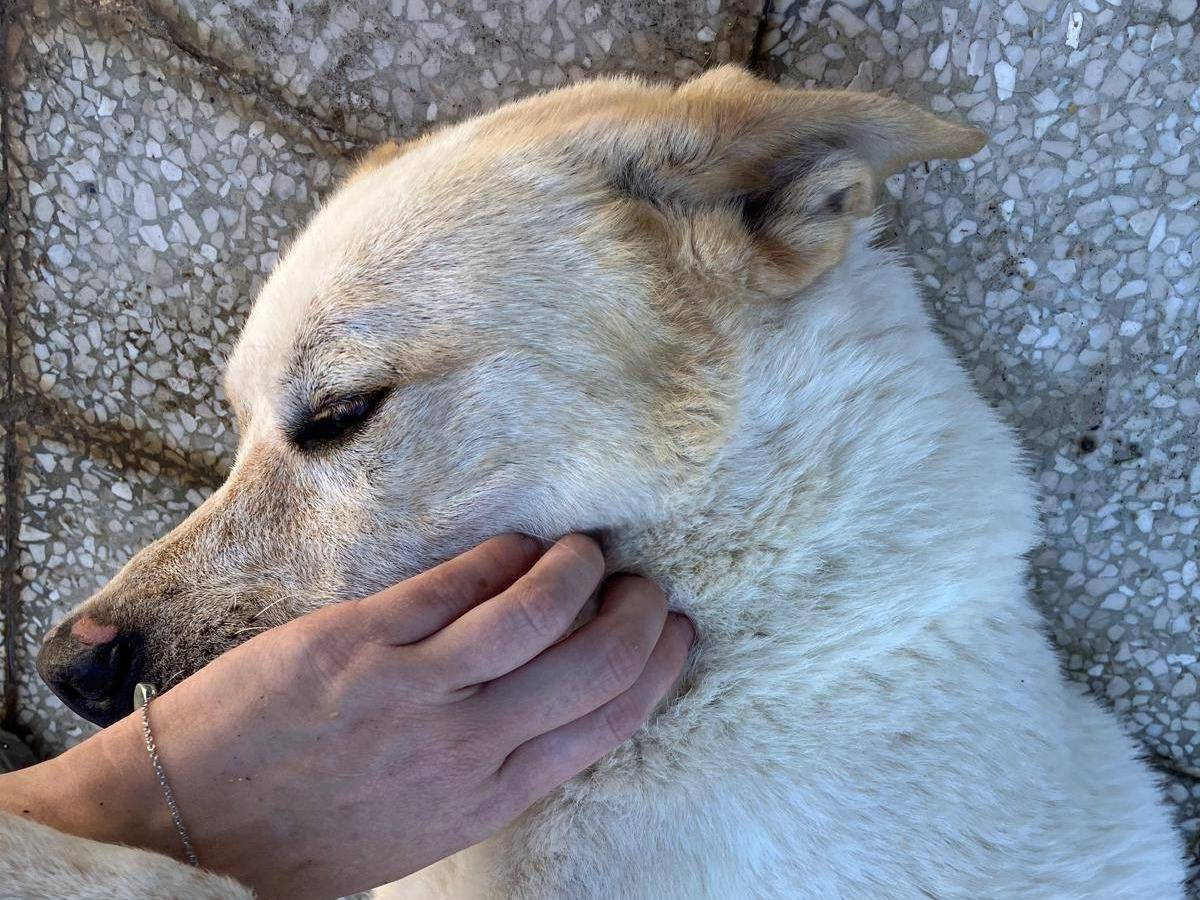 Vuoi adottare un cane a Caserta?
