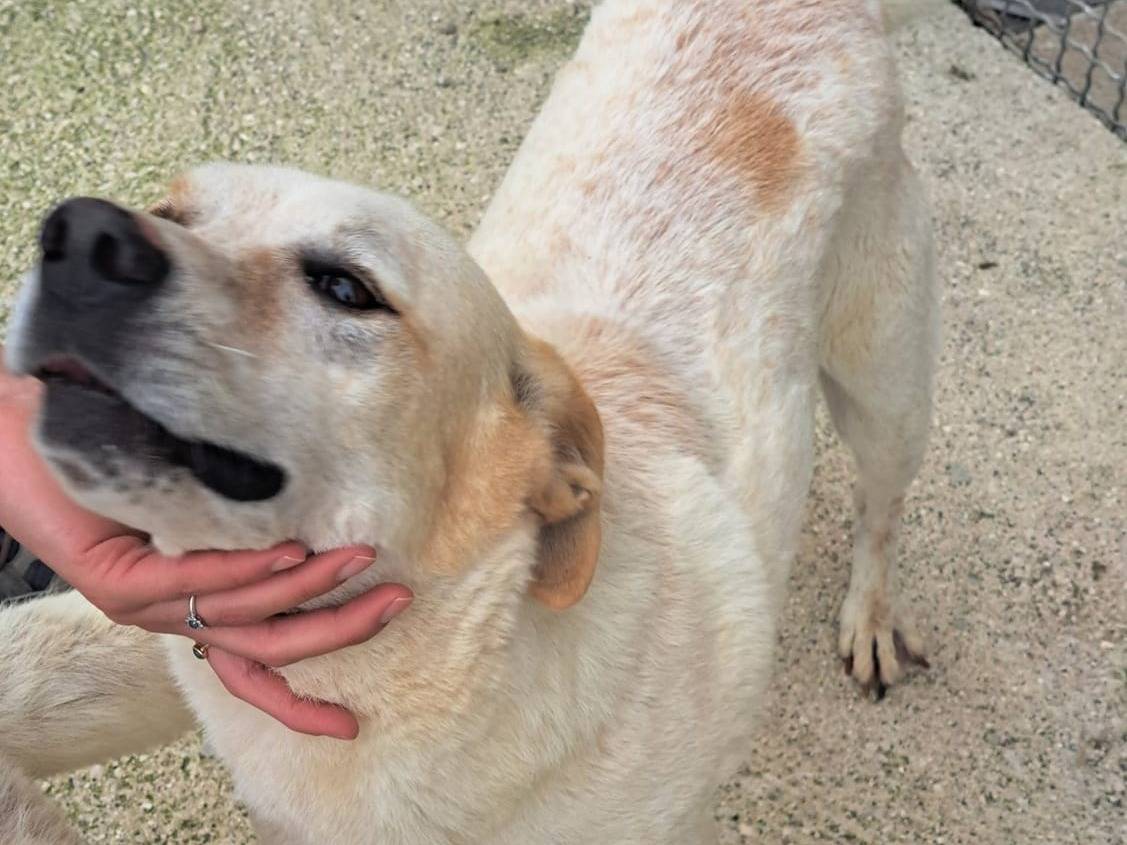Adotta il cane SNOW a Caserta