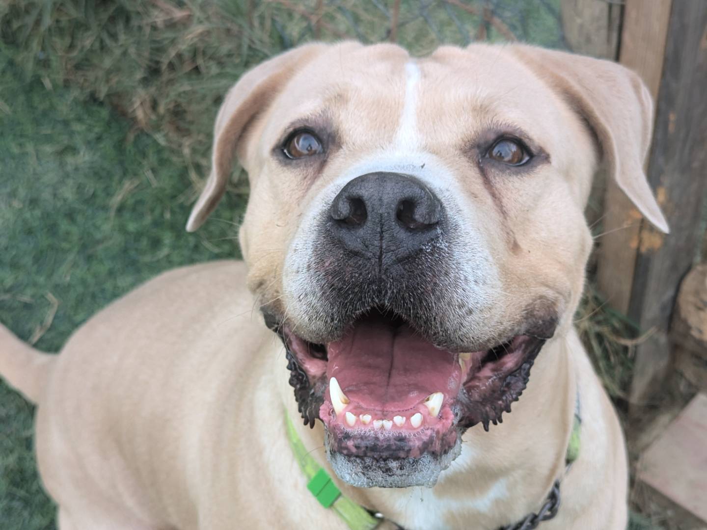 Adotta un cane, femmina, 5 anni  e 4 mesi , Pisa