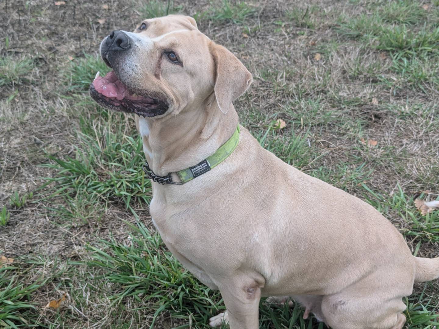 Adotta un cane, taglia gigante, femmina, Pisa