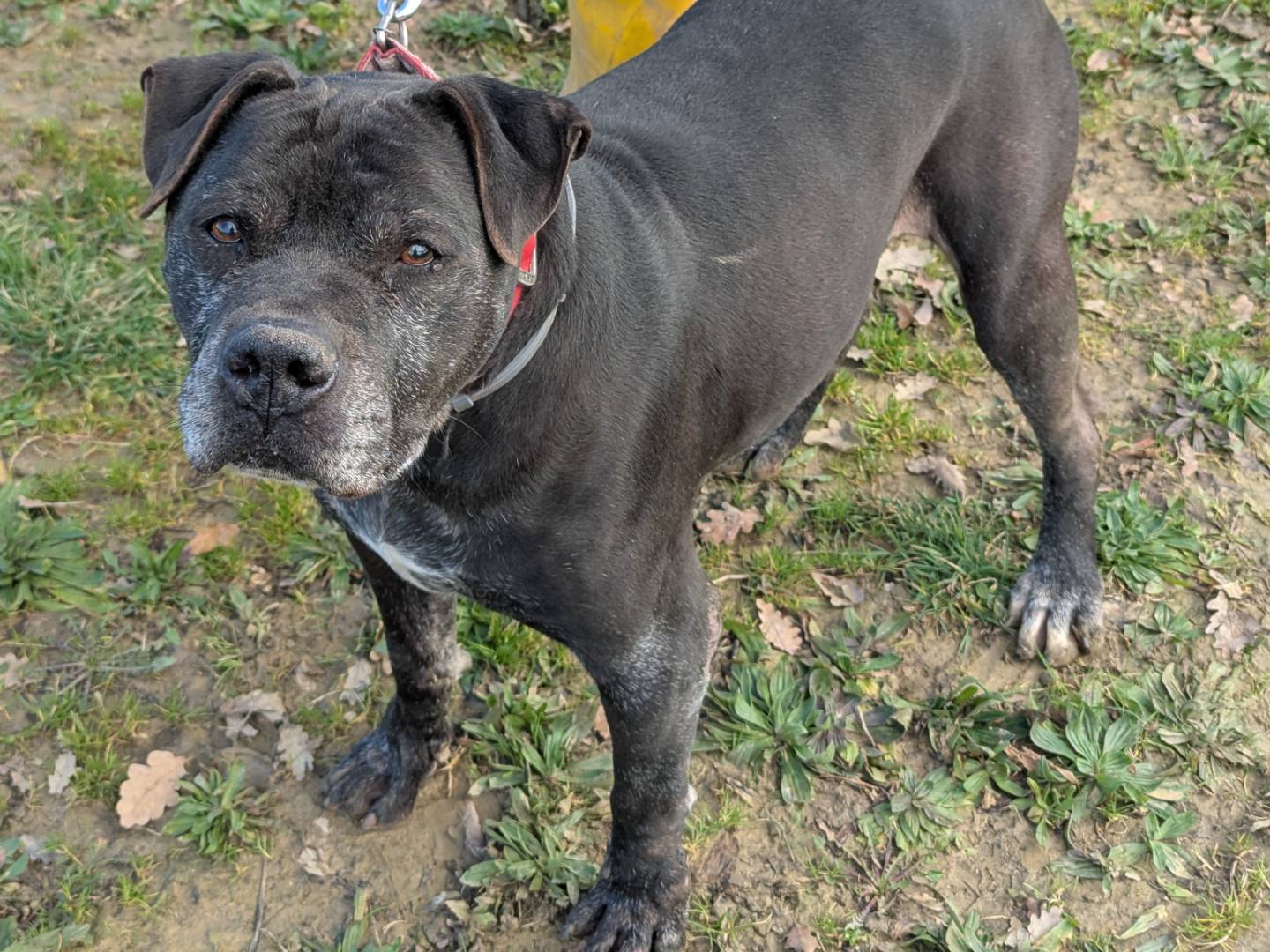 Adotta un cane, maschio, 11 anni  e 3 mesi , Pisa