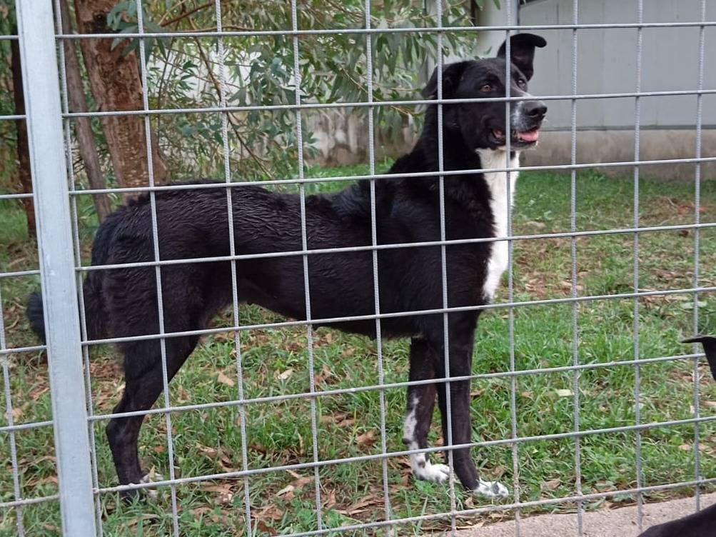 Adotta un cane, femmina, 2 anni  e 3 mesi , Caserta