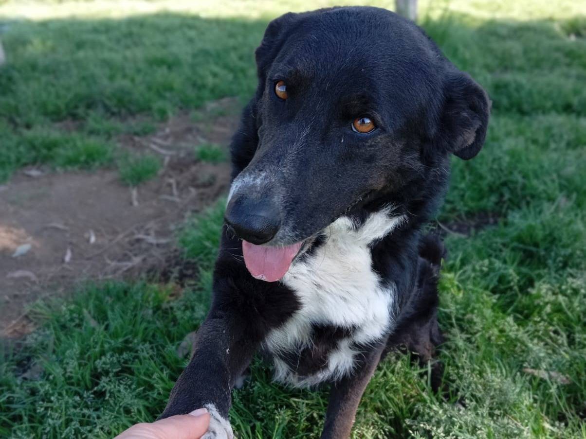 Adotta un cane, taglia grande, femmina, Caserta