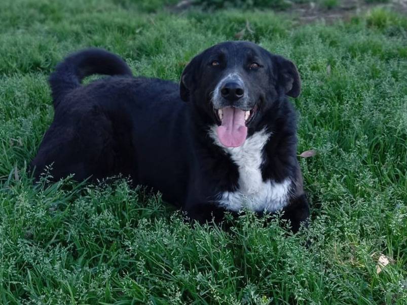 Vuoi adottare un cane a Caserta?