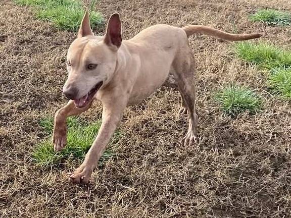 Adotta un cane, maschio, 7 anni  e 10 mesi , Latina