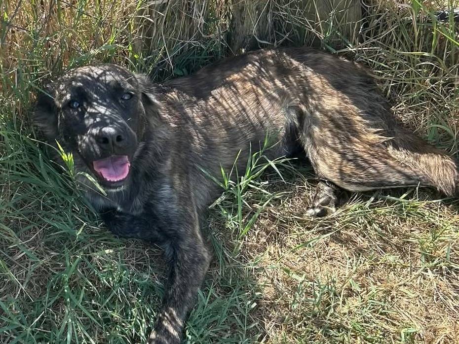 Adotta un cane, femmina, 1 anno e 9 mesi , Latina