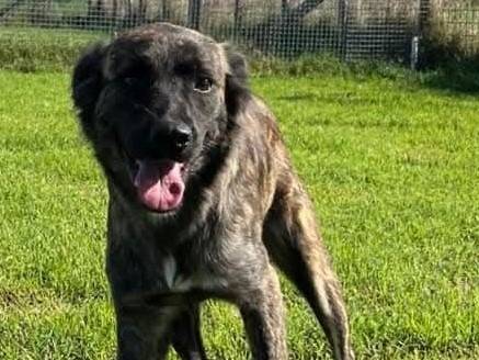 Adotta un cane, taglia media, femmina, Latina