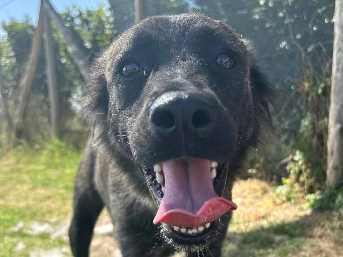 Adotta il cane COSETTA a Latina