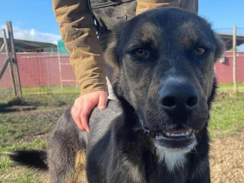 Adotta un cane, maschio, 7 anni  e 5 mesi , Latina