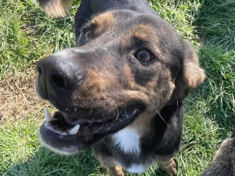 Adotta il cane ALFRED a Latina
