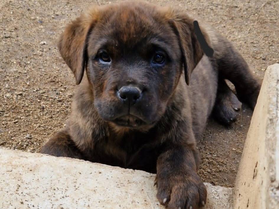 Foto dell'animale
