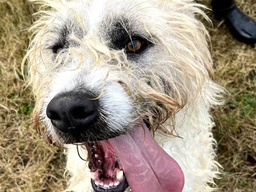 Adotta un cane, maschio, 4 anni  e 1 mese, Latina
