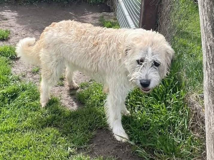 Adotta il cane GRULLO a Latina