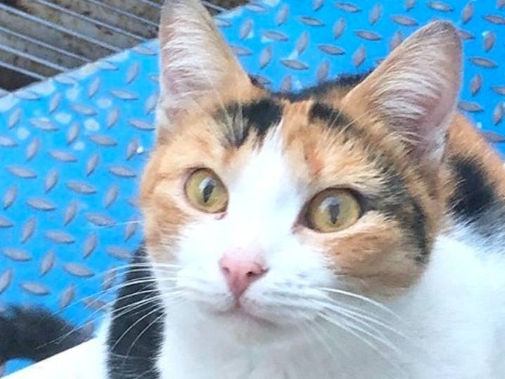 Foto dell'animale