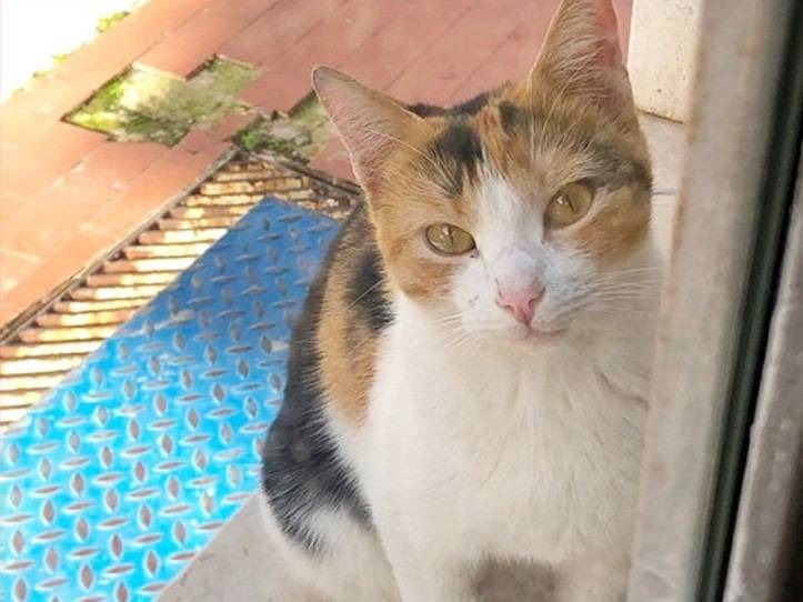 Adotta un gatto, femmina, 1 anno, Torino