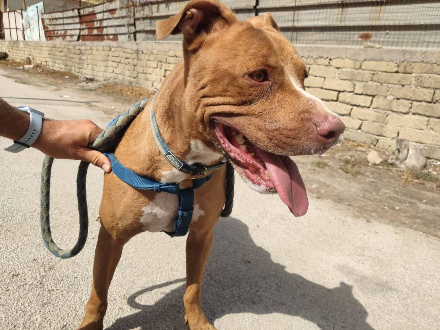 Adozione cane, maschio, Pitbull Amstaff, 8 anni  e 4 mesi , taglia media contenuta, Caserta