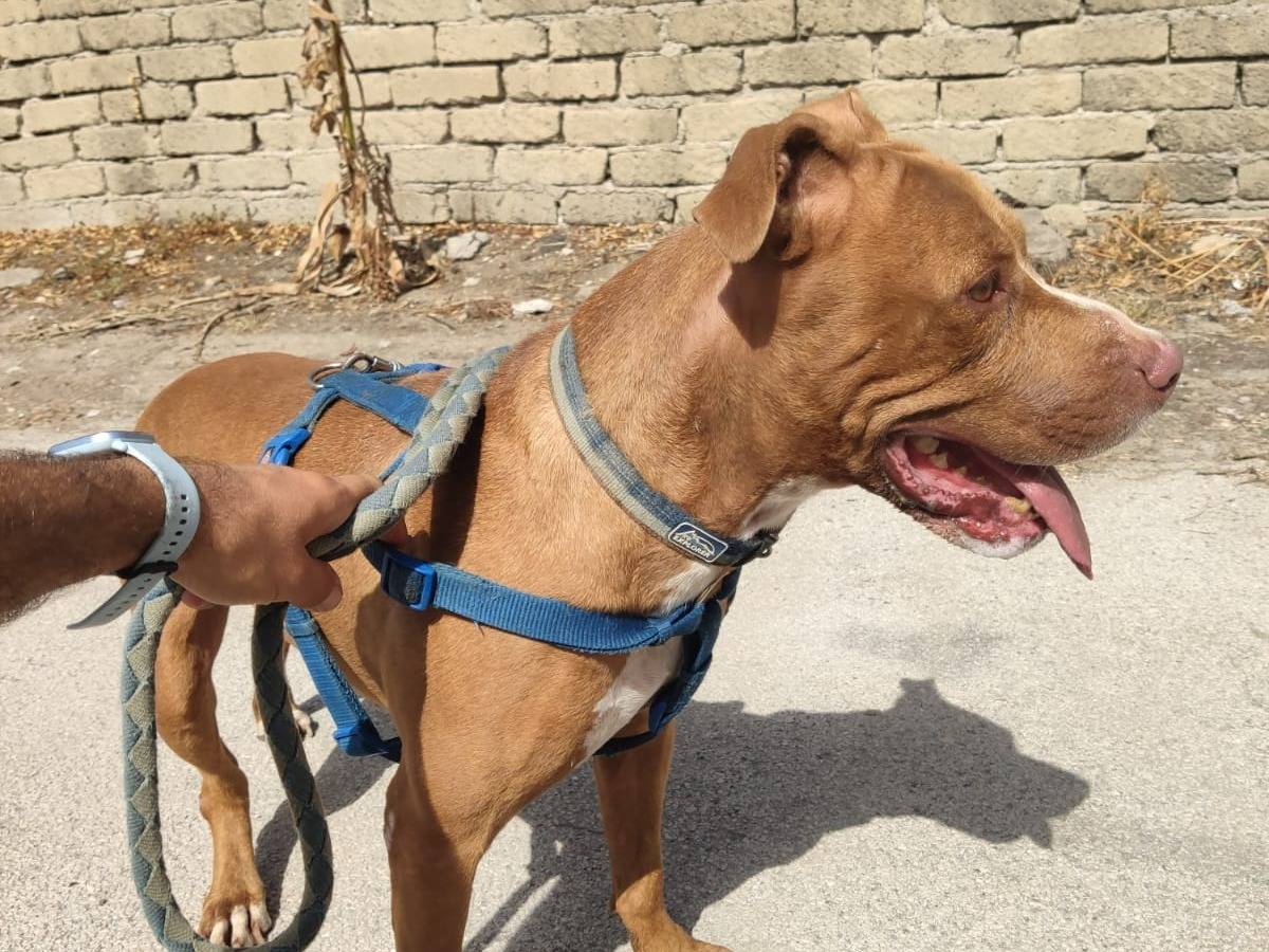 Adotta un cane, maschio, 8 anni  e 4 mesi , Caserta
