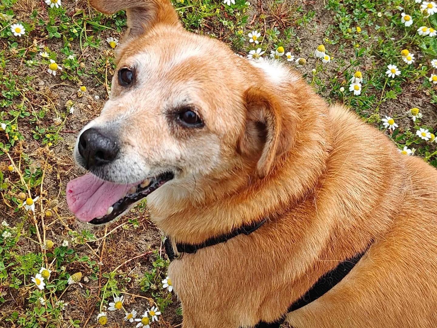 Adotta un cane, taglia grande, maschio, Caserta