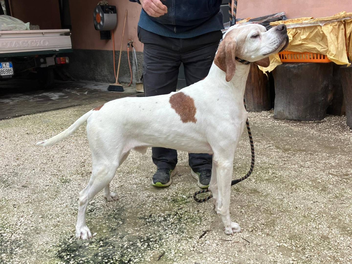 Foto dell'animale