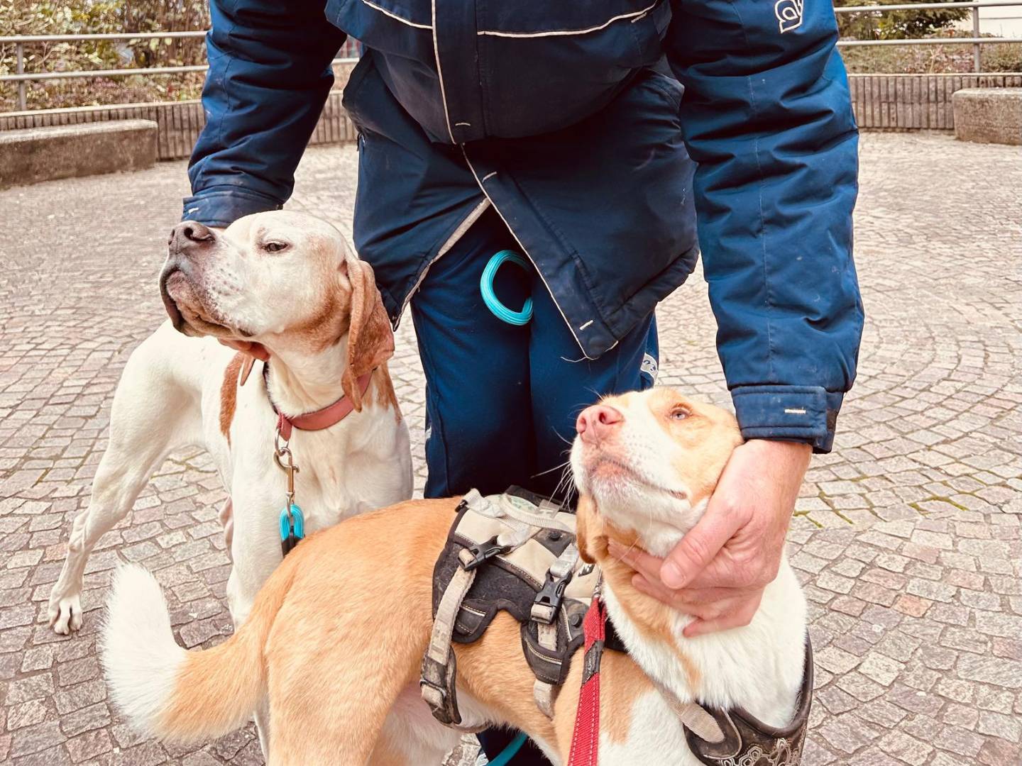 Adotta un cane, taglia media, maschio, Bergamo