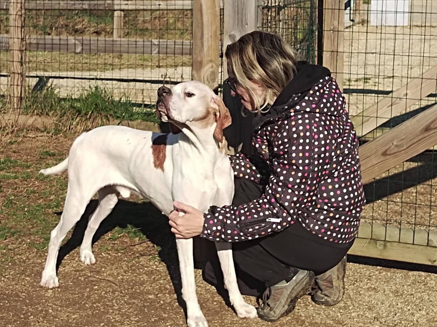 Vuoi adottare un cane a Bergamo?