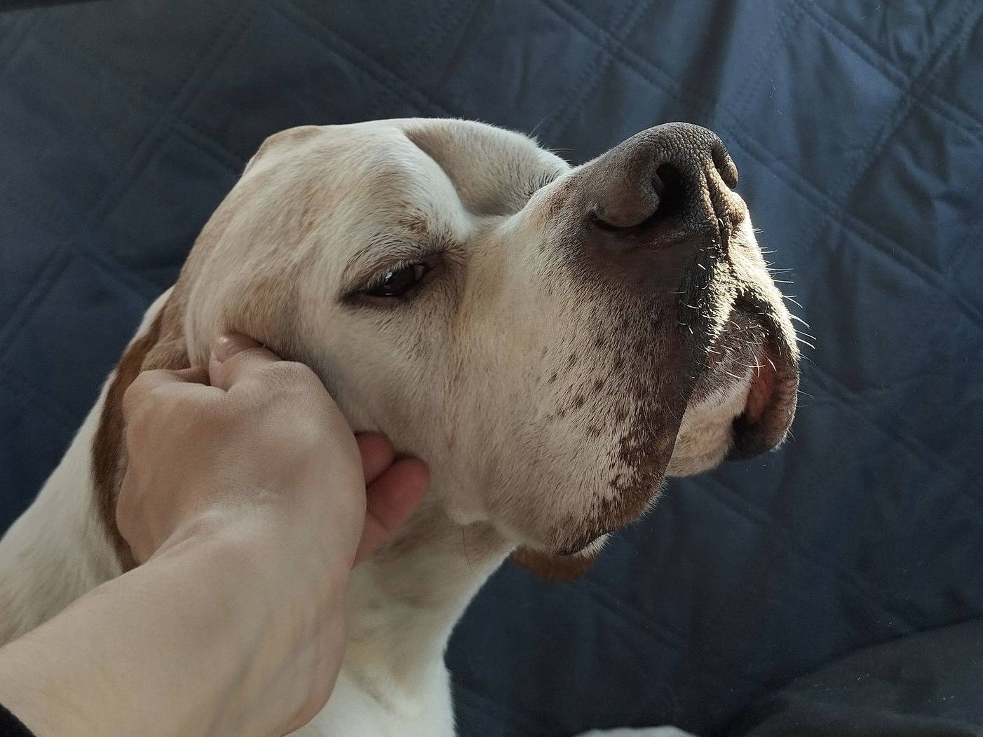 Adotta il cane LEO a Bergamo