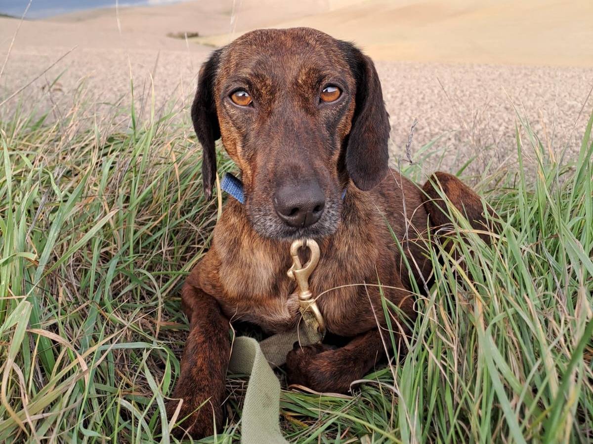 Adotta un cane, femmina, 4 anni  e 1 mese, Pisa