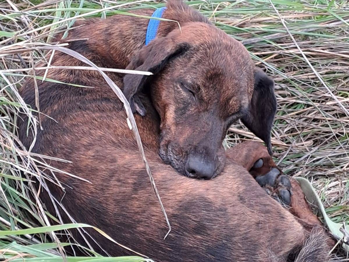 Adotta un cane, taglia piccola, femmina, Pisa