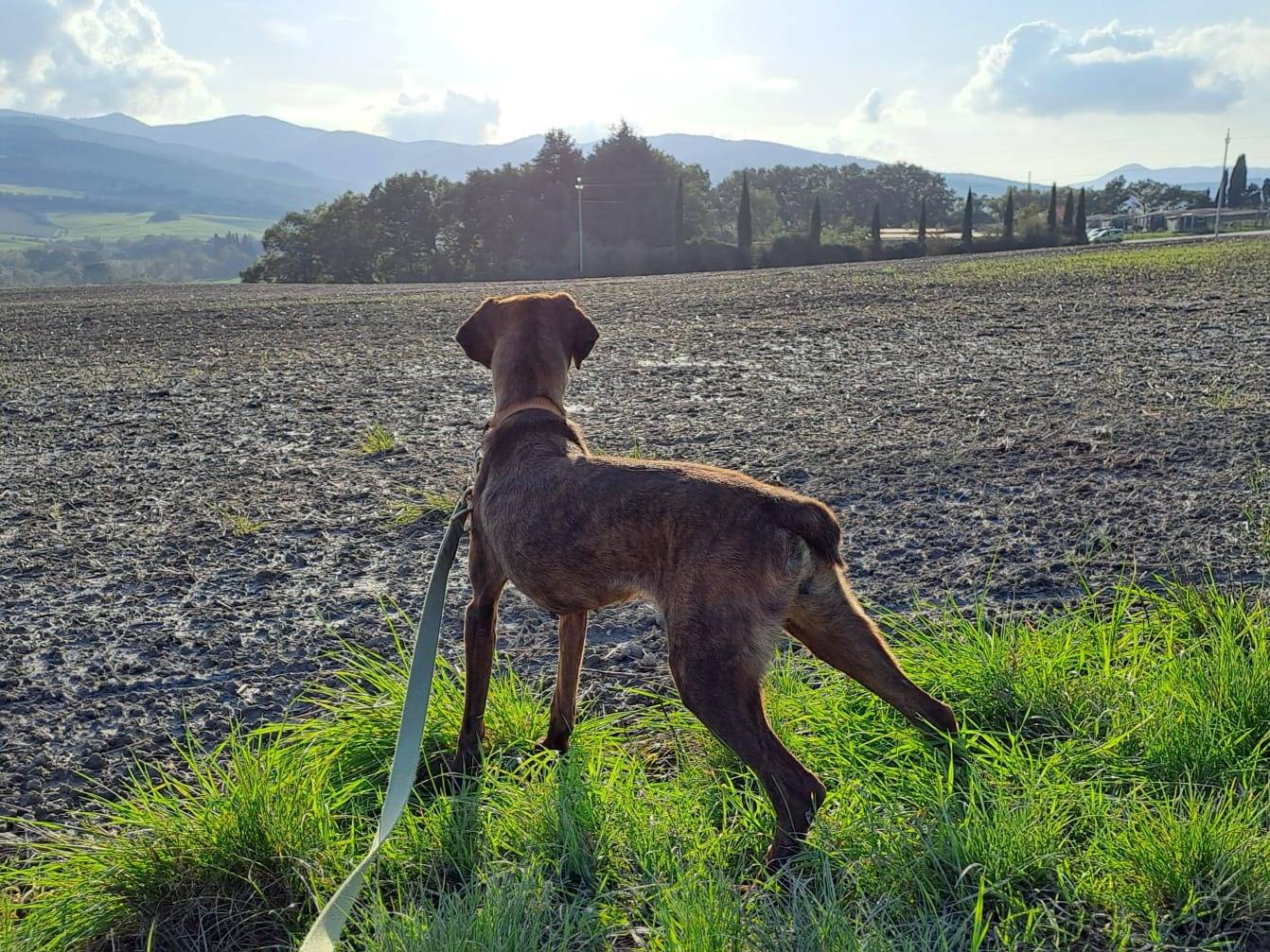 Vuoi adottare un cane a Pisa?