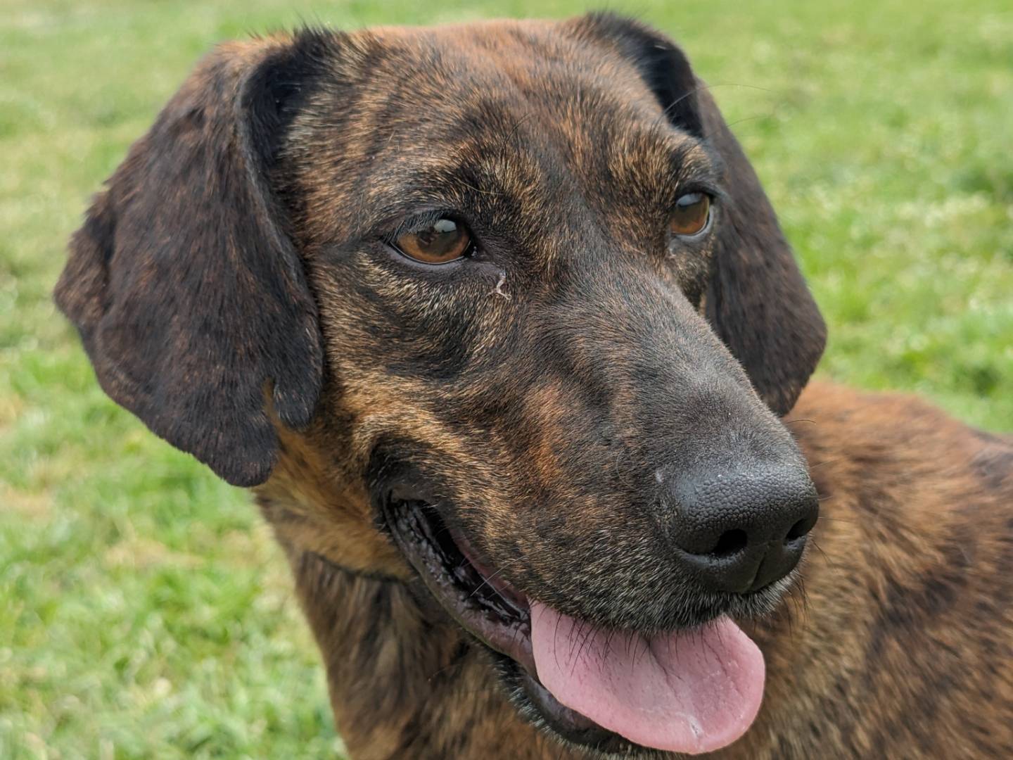 Adotta il cane Gina a Pisa