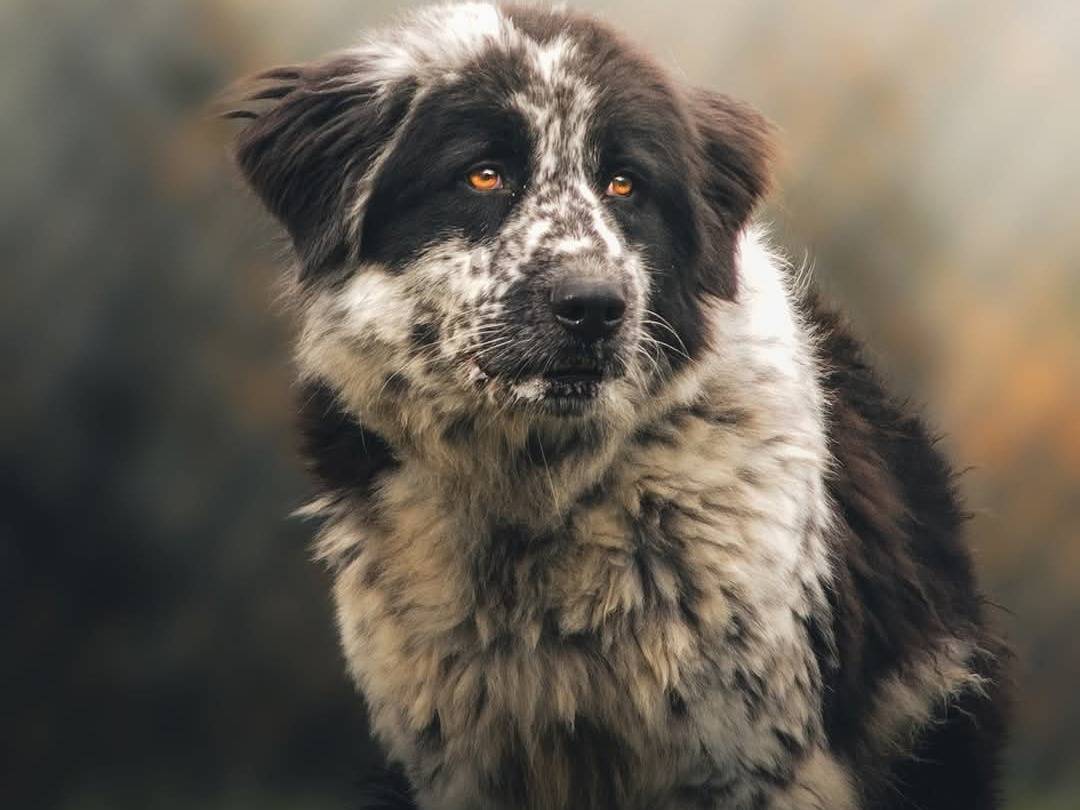 Foto dell'animale