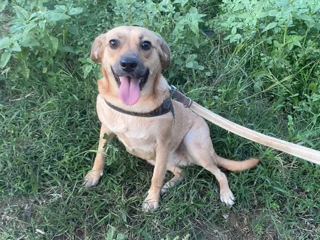 Adotta un cane, taglia media, femmina, Catanzaro