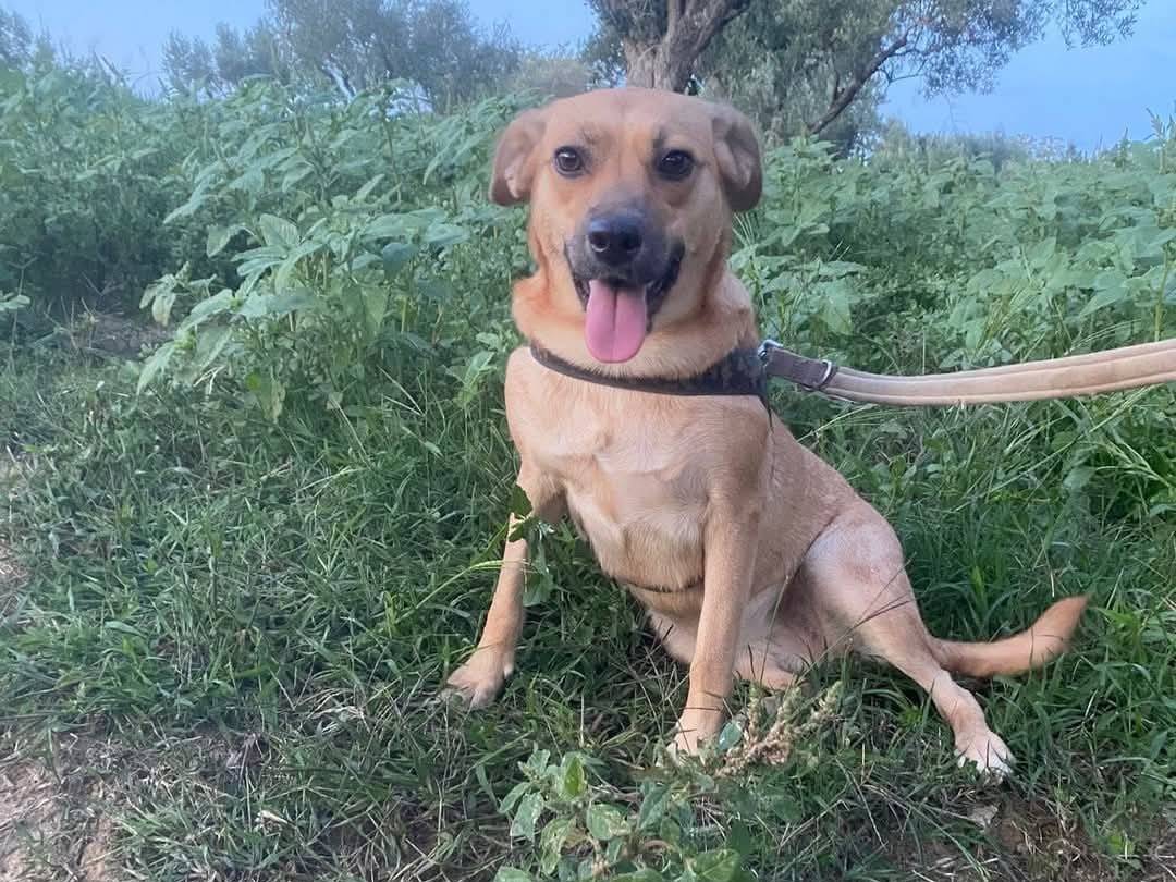 Adotta un cane, femmina, 1 anno e 2 mesi , Catanzaro