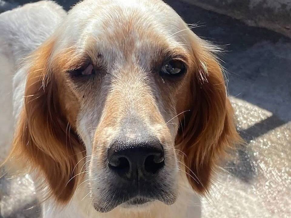 Adotta un cane, femmina, 5 anni  e 2 mesi , Latina