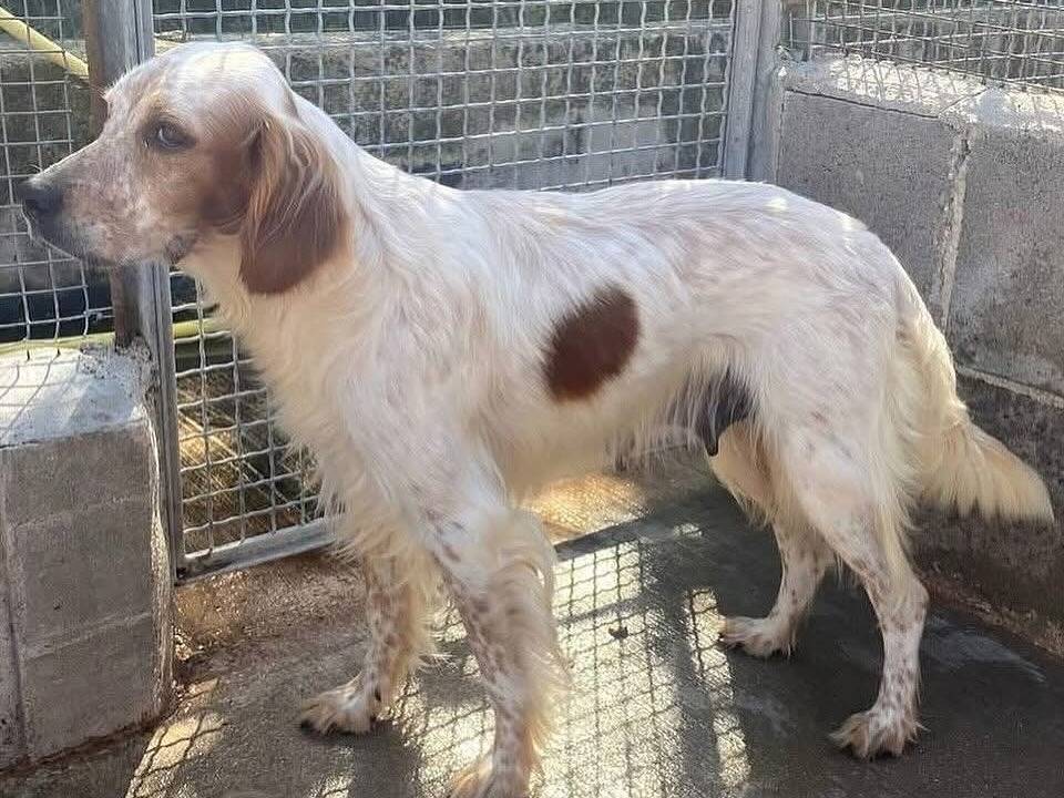 Adotta un cane, taglia media, femmina, Latina