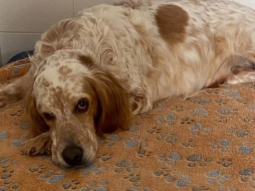 Vuoi adottare un cane a Latina?