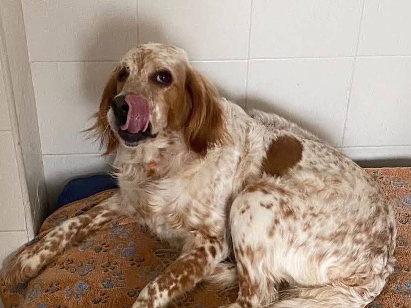 Adotta il cane Principessa a Latina