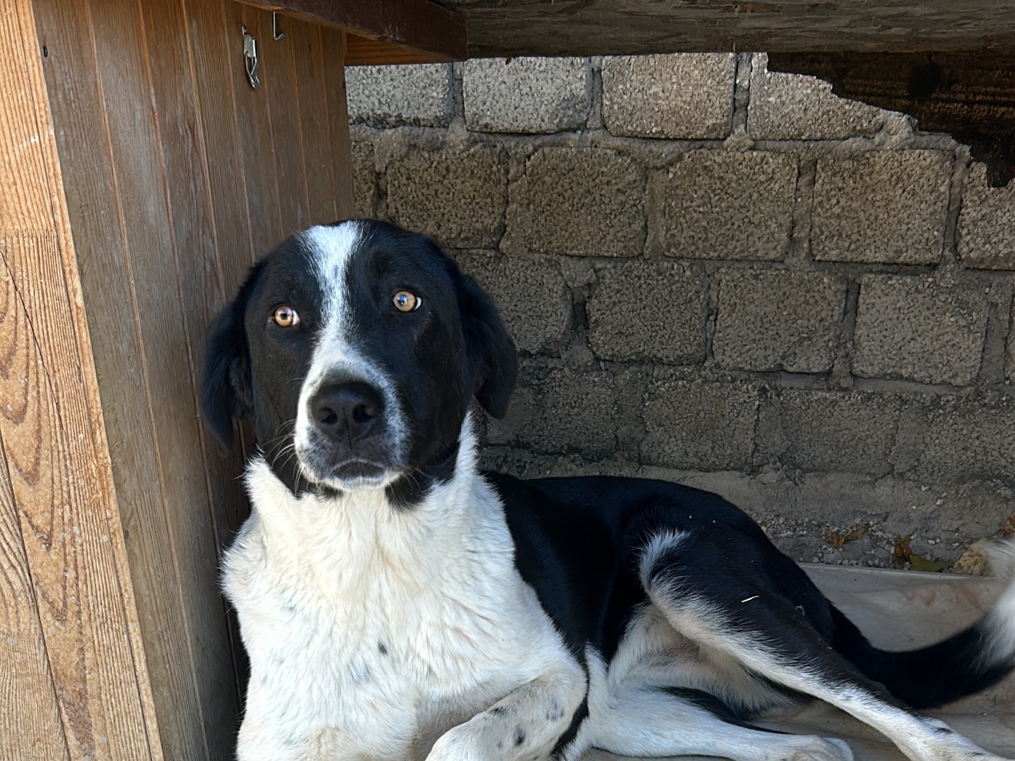 Foto dell'animale